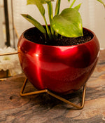 Philodendron Birkin in Red Metal Planter with Stand
