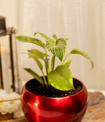 Philodendron Birkin in Red Metal Planter with Stand