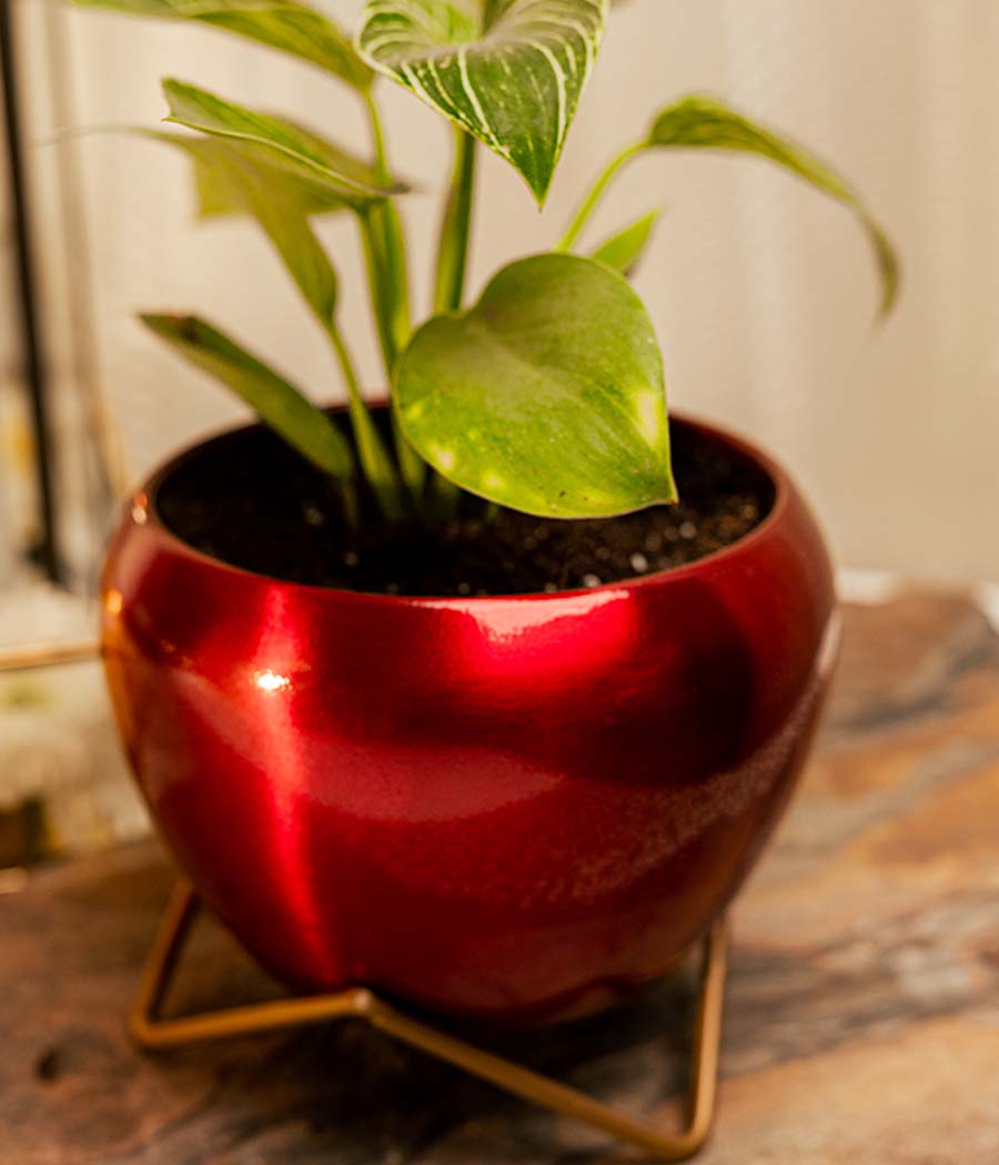 Philodendron Birkin in Red Metal Planter with Stand
