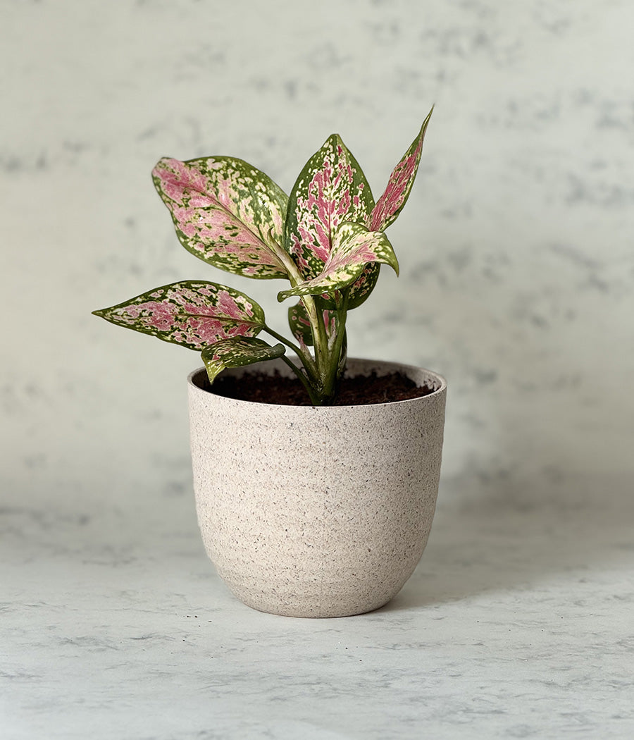 AGLAONEMA VALENTINE IN Ammanya BEIGE ECO SERIES PLANTER