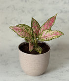 AGLAONEMA VALENTINE IN Ammanya BEIGE ECO SERIES PLANTER