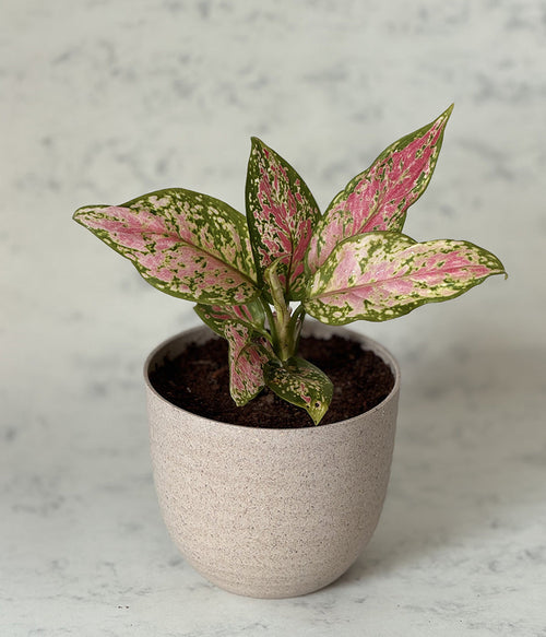 AGLAONEMA VALENTINE IN Ammanya BEIGE ECO SERIES PLANTER