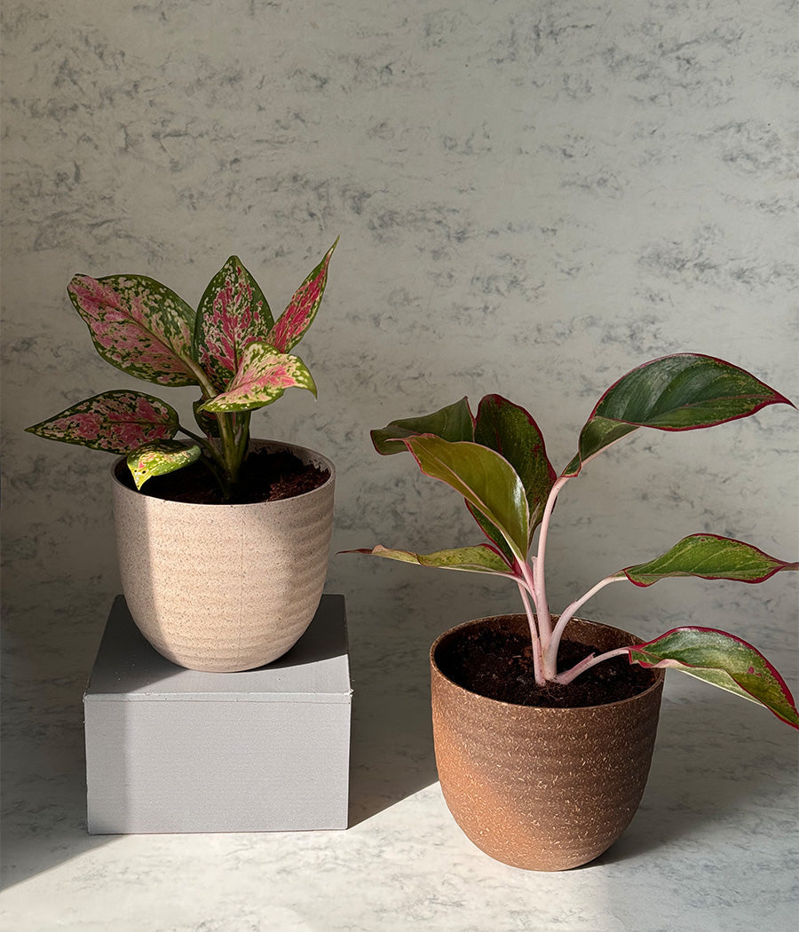 Aglaonema Duo  in Ammanya Eco Series Planter