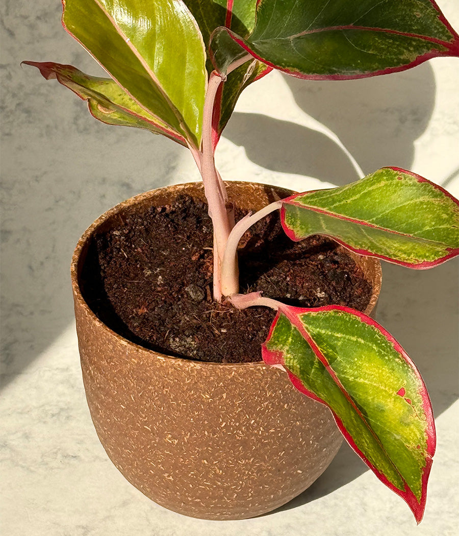 Aglaonema Duo  in Ammanya Eco Series Planter