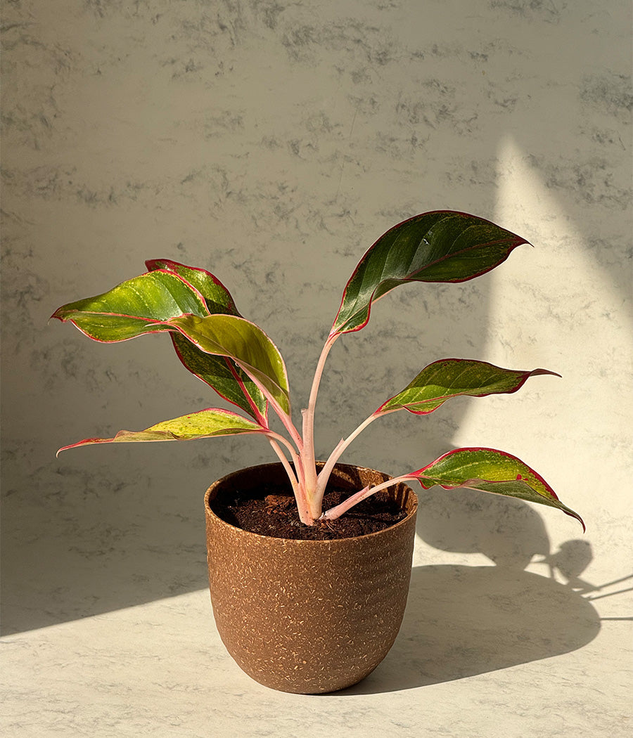 Aglaonema Duo  in Ammanya Eco Series Planter