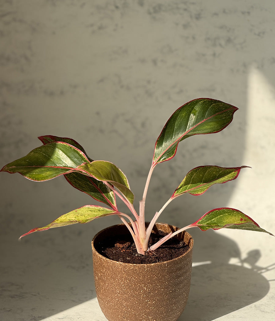 Aglaonema Duo  in Ammanya Eco Series Planter