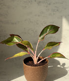 Aglaonema Duo  in Ammanya Eco Series Planter