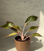 Aglaonema Duo  in Ammanya Eco Series Planter