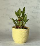 2 LAYER LUCKY BAMBOO IN YELLOW DIAMOND PLANTER