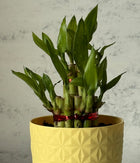 2 LAYER LUCKY BAMBOO IN YELLOW DIAMOND PLANTER