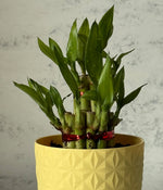 2 LAYER LUCKY BAMBOO IN YELLOW DIAMOND PLANTER