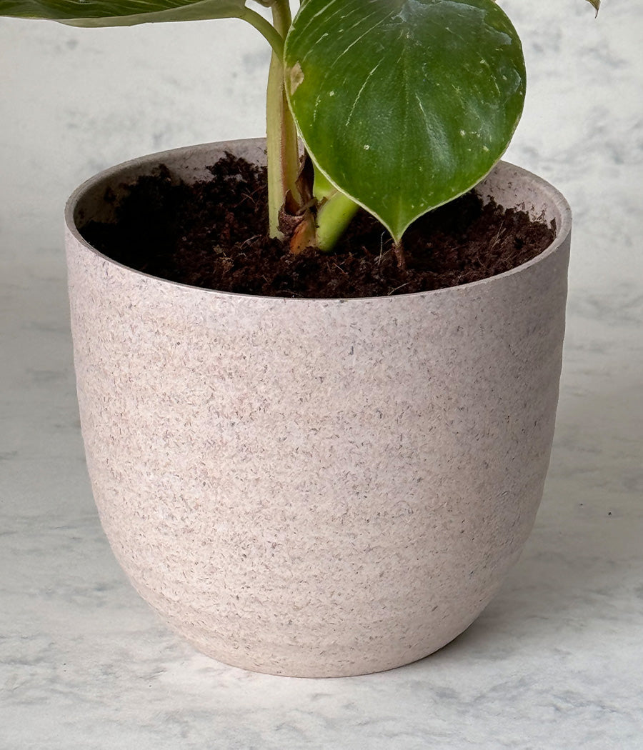 PHILODENDRON BIRKIN IN Ammanya ECO SERIES BEIGE PLANTER