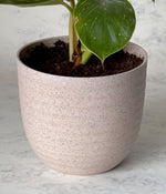 PHILODENDRON BIRKIN IN Ammanya ECO SERIES BEIGE PLANTER