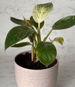 PHILODENDRON BIRKIN IN Ammanya ECO SERIES BEIGE PLANTER