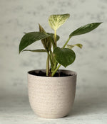 PHILODENDRON BIRKIN IN Ammanya ECO SERIES BEIGE PLANTER