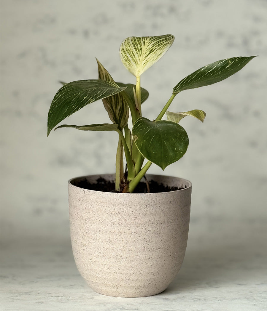 PHILODENDRON BIRKIN IN Ammanya ECO SERIES BEIGE PLANTER