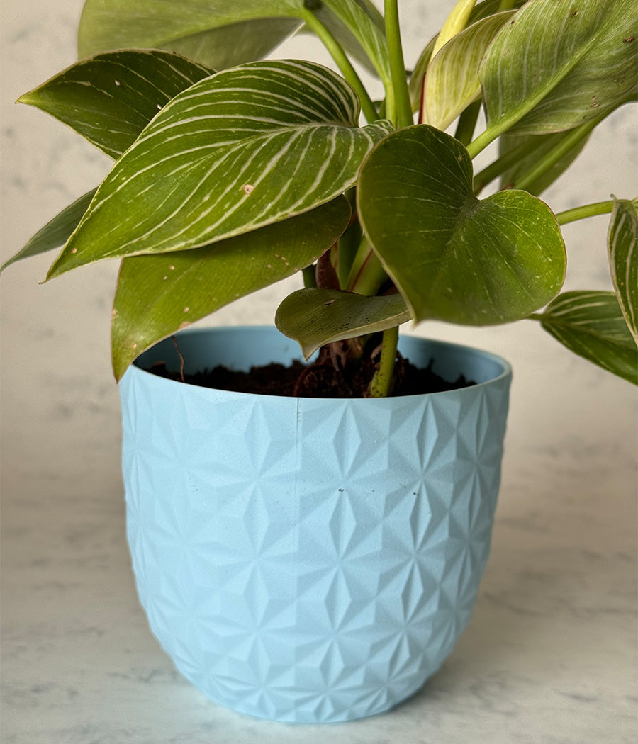PHILODENDRON BIRKIN IN BLUE DIAMOND PLANTER
