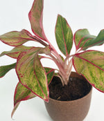 Aglaonema Duo  in Ammanya Eco Series Planter
