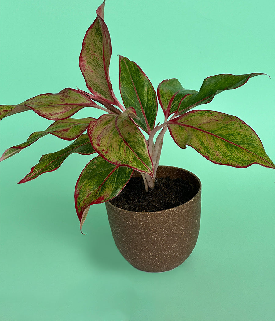 Aglaonema Duo  in Ammanya Eco Series Planter