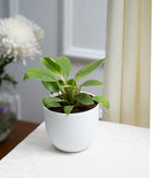 Philodendron Birkin in Pastel - Handcrafted