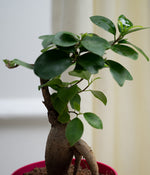 Ficus Bonsai in Pink Sunny-side Planter