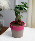 Ficus Bonsai in Pink Sunny-side Planter