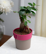 Ficus Bonsai in Pink Sunny-side Planter