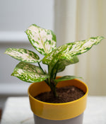 Aglaonema Snow White in Yellow Sunny-side Planter