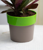 Rhoeo Plant in Green Sunny-side Planter
