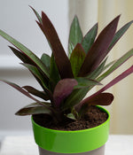 Rhoeo Plant in Green Sunny-side Planter
