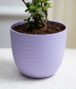Jade Plant in Pastel Planter