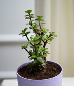 Jade Plant in Pastel Planter