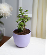 Jade Plant in Pastel Planter