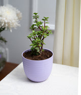 Jade Plant in Pastel Planter