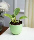 Philodendron Birkin in Pastel - Handcrafted