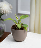 Philodendron Birkin in Pastel - Handcrafted