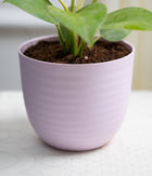 Philodendron Birkin in Pastel - Handcrafted