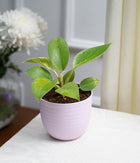 Philodendron Birkin in Pastel - Handcrafted