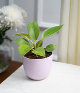 Philodendron Birkin in Pastel - Handcrafted