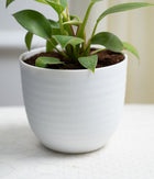 Philodendron Birkin in Pastel - Handcrafted