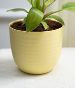 Philodendron Birkin in Pastel - Handcrafted