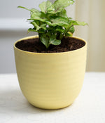 Syngonium Green in Pastel Planter