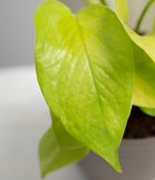 Golden Money Plant in Pastel Planter