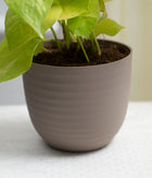 Golden Money Plant in Pastel Planter