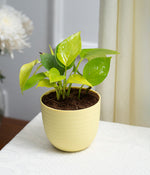 Golden Money Plant in Pastel Planter