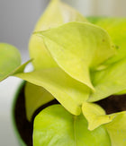 Golden Money Plant in Pastel Planter