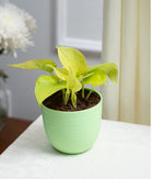 Golden Money Plant in Pastel Planter