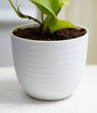 Golden Money Plant in Pastel Planter