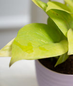 Golden Money Plant in Pastel Planter