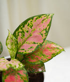 Aglaonema Pink in Pastel Planter